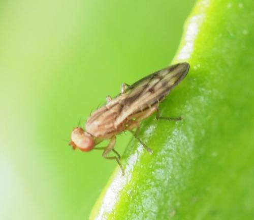Opomyza petrei